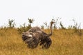 The female African ostrich with spread wings. Marriage dance. Kenya Royalty Free Stock Photo