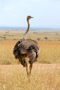 Female of African ostrich Royalty Free Stock Photo