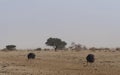 Female African ostrich walking Royalty Free Stock Photo