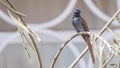 African Paradise Flycatcher on Branch