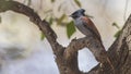 Female African Paradise Flycatcher on Tree Branch