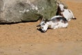 Female of African pygmy goats