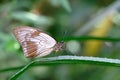 Female African Swallowtail, Mocker Swallowtail or Flying Handkerchief, papilio dardanus