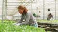 Female agricultor working in a greenhouse with humidyfying system