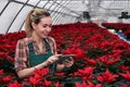 Female agricultural worker with tablet among many poinsettias in plant nursery in greenhouse Royalty Free Stock Photo