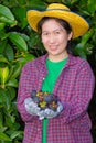 Female agriculturist hand showing mangosteens Royalty Free Stock Photo