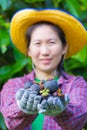 Female agriculturist hand showing mangosteens Royalty Free Stock Photo