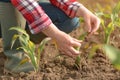 Female agronomist examining young green corn crops in field