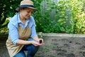 Experienced farmer agronomist examines sprouted tomato seedling in earth, before planting in the eco farm open field Royalty Free Stock Photo