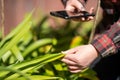 female agronomist pasture in a field on a farm in australia, woman working in agriculture