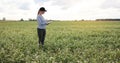 a female agronomist with a tablet checks the growth of a field with buckwheat flowers. the woman examines the field and Royalty Free Stock Photo