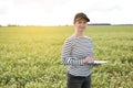 a female agronomist with a tablet checks the growth of a field with buckwheat flowers. the woman examines the field and Royalty Free Stock Photo