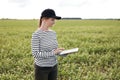 a female agronomist with a tablet checks the growth of a field with buckwheat flowers. the woman examines the field and Royalty Free Stock Photo