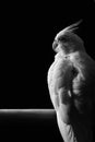 Female albino cockatiel isolated against black Royalty Free Stock Photo