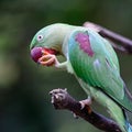 Female Alexandrine Parakeet Royalty Free Stock Photo