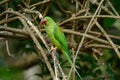 Female Alexandrine Parakeet (Psittacula eupatria) Royalty Free Stock Photo