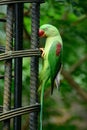 Female Alexandrine Parakeet (Psittacula eupatria) Royalty Free Stock Photo