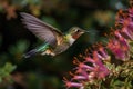 Allens Hummingbird\'s Delicate Dance with Blossoms (AI Generated) Royalty Free Stock Photo