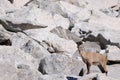 Female alpine ibex among boulders