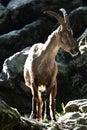 Female Alpine Ibex
