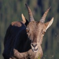 Female alpine ibex
