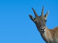 Female of Alpine Ibex Rock goat