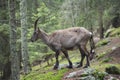 Female alpine ibex on the rocks in a wood