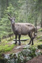 Female alpine ibex standing on a rock