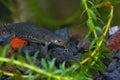 A female alpine newt, Ichthyosaura alpestris underwater