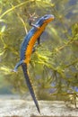 Female Alpine Newt Swimming through Vegetation Royalty Free Stock Photo