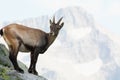 Female alpine steinbock on a rock