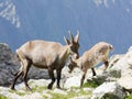 Female Alpine Steinbock with young