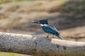 Female Amazon kingfisher Chloroceryle amazona with a fish perched on a tree