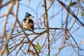 Female Amazon Kingfisher, Chloroceryle Amazona, sits on the branch, Porto Jofre, Pantanal, Mato Grosso, Brazil