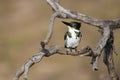 Female amazon kingfisher sitting on a tree trunk Royalty Free Stock Photo