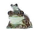 Female Amazon Milk Frog with young, Trachycephalus resinifictrix, portrait against white background