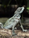 female Amboina Sail Finned Lizard, Hydrosaurus amboinensis, sits on a trunk on the water and looks around Royalty Free Stock Photo