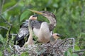 Female American Anhinga with Young at Nest - Everglades National