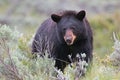 Female American Black Bear Ursus americanus in Yellowstone National Park in Wyoming state USA Royalty Free Stock Photo