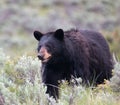 Female American Black Bear Ursus americanus in Yellowstone National Park in Wyoming Royalty Free Stock Photo