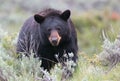 Female American Black Bear (Ursus americanus) in Yellowstone National Park Royalty Free Stock Photo