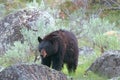 Female American Black Bear Ursus americanus in Yellowstone National Park in Wyoming Royalty Free Stock Photo