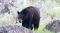 Female American Black Bear Ursus americanus in Yellowstone National Park in Wyoming Royalty Free Stock Photo