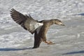 Female American Black Duck, Anas rubripes landing Royalty Free Stock Photo