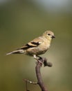 Female American goldfinch