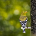 Female American Goldfinch on a Bird Feeder Royalty Free Stock Photo