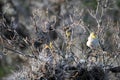 Female American Goldfinch