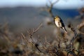 Female American Goldfinch