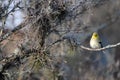 Female American Goldfinch