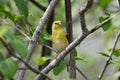 Female American Goldfinch perched on a branch Royalty Free Stock Photo